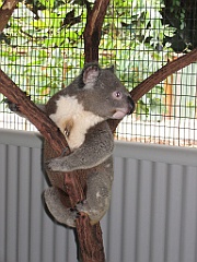 CairnsTC174 Cairns Tropical Zoo